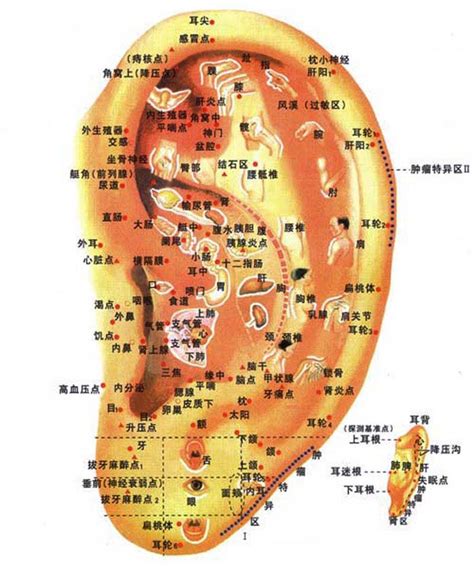 耳朵貼耳|淺談耳穴敷貼療法